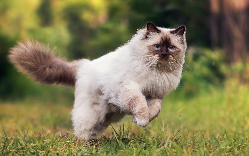 Himalayan Cat: A Gentle and Affectionate Companion 3 himalayan cat personality