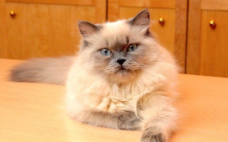 Himalayan Cat: A Gentle and Affectionate Companion 2 himalayan cat characteristics