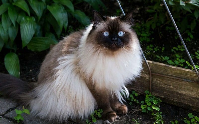 Himalayan Cat: A Gentle and Affectionate Companion 4 himalayan cat breed