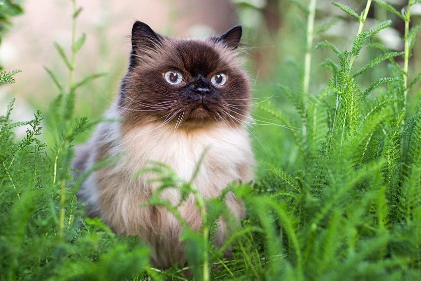 Himalayan Cat: A Gentle and Affectionate Companion 1 Himalayan Cat: A Gentle and Affectionate Companion