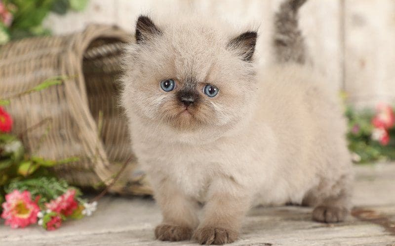 Himalayan Cat: A Gentle and Affectionate Companion 6 himalayan kitten