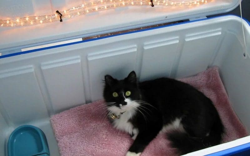 10 DIY Outdoor Cat House Ideas: Affordable and Fun Cat Shelter 7 DIY ice cooler cat house