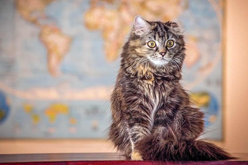 100 Gorgeous Geography Cat Names for Males & Females 1 100 Gorgeous Geography Cat Names for Males & Females