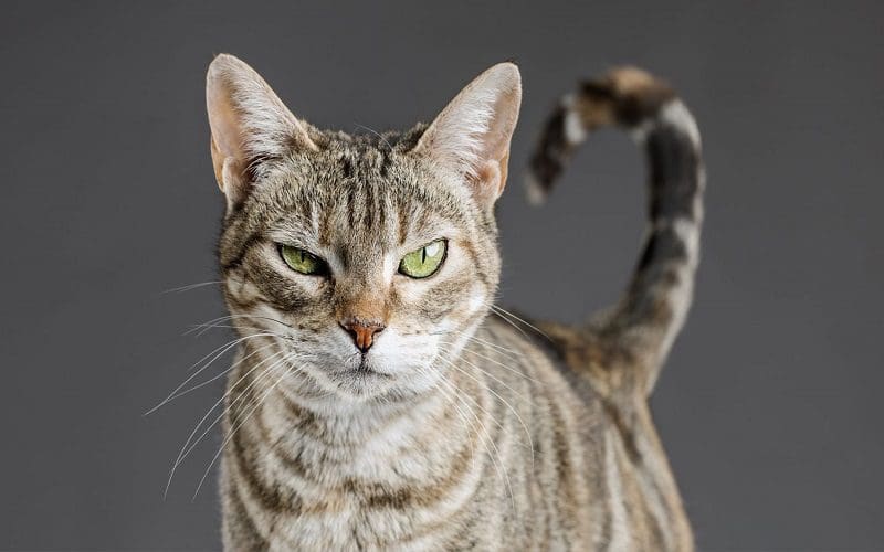 100 Incredible Irish Cat Names for Your Lovable Kitty 1 cat with irish cat name
