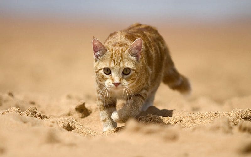 cat names that start with e for males