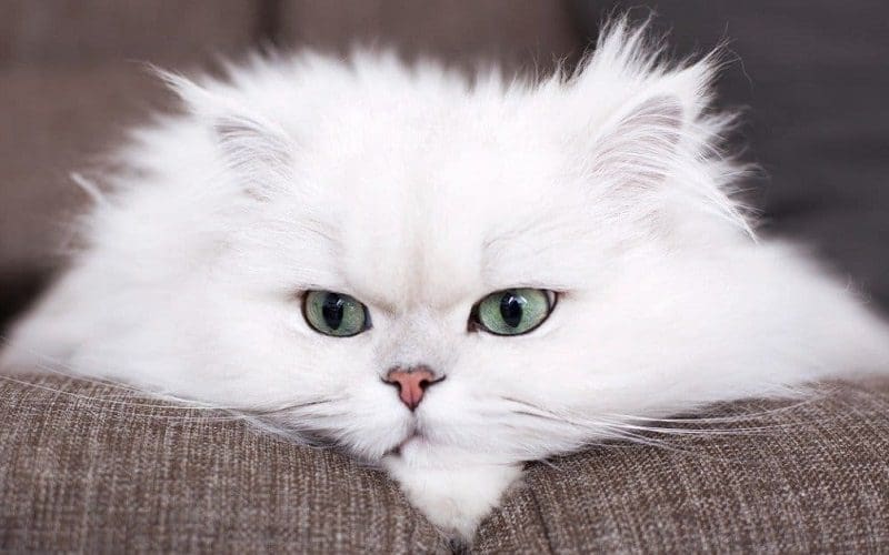Persian Cat Breed Information And Characteristics 3 persian cat personality