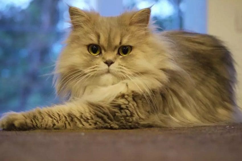 Persian Cat Breed Information And Characteristics 4 Persian Cat Breed Information And Characteristics