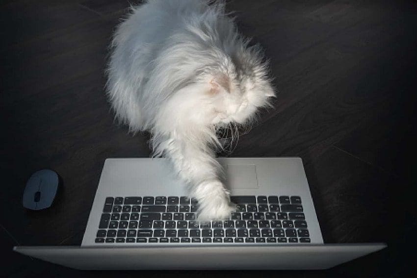 Cool Video Game Cat Names: Power Up Your Cat's Identity