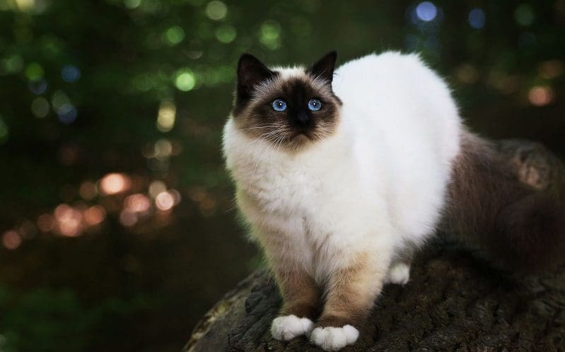 Himalayan Cat: A Gentle and Affectionate Companion 5 white himalayan cat breed