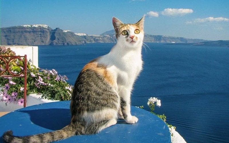 10 Unique Cat Breeds You Should Know About 3 Aegean cat breed