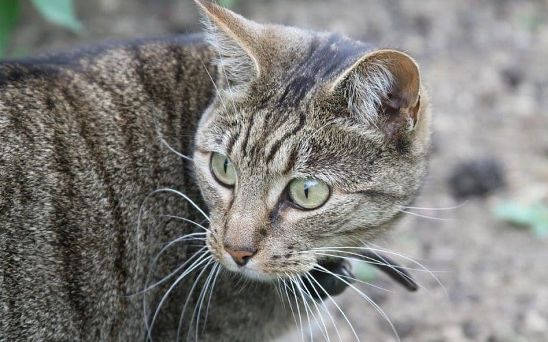 10 Unique Cat Breeds You Should Know About 4 Bramble cat breed