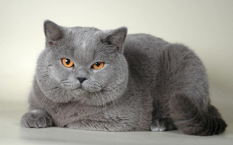 British Shorthair cat