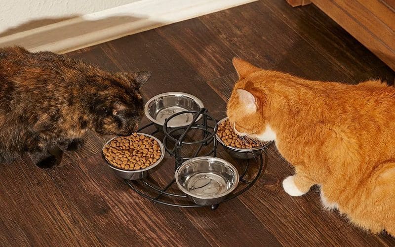 Frisco Multi Cat Feeding Station