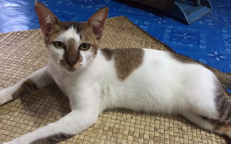 10 Unique Cat Breeds You Should Know About 8 Kucing Malaysia cat