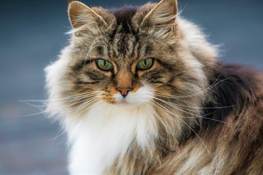 Norwegian Forest Cat: A Regal Companion with a Rich Heritage 1 Norwegian Forest Cat: A Regal Companion with a Rich Heritage