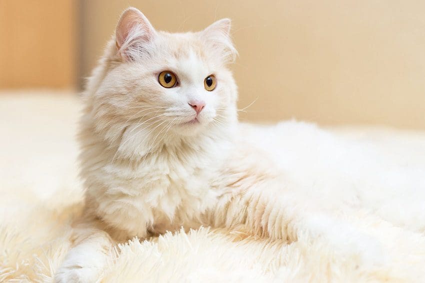 Turkish Angora Cats: Graceful Companions with a Rich History 1 Turkish Angora Cats: Graceful Companions with a Rich History