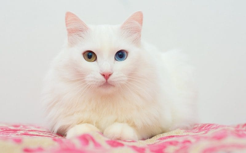 Turkish Angora Cats: Graceful Companions with a Rich History 4 Turkish Angora cat