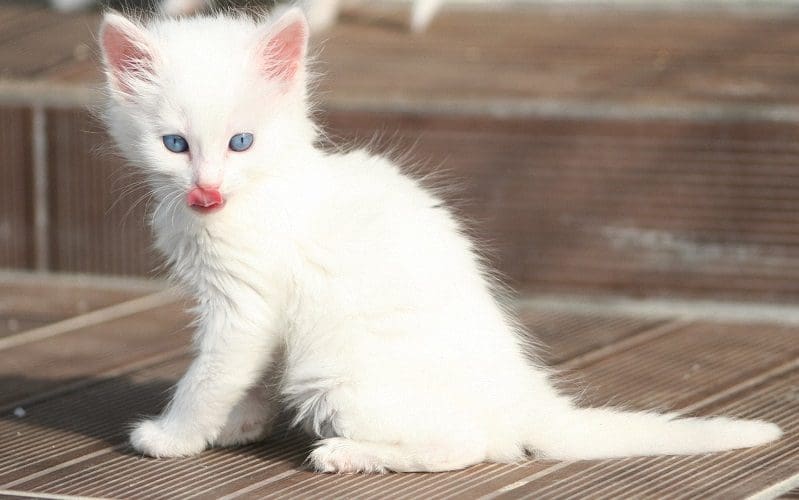 Turkish Angora Cats: Graceful Companions with a Rich History 6 Turkish Angora kitten