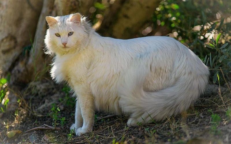 Turkish Angora Cats: Graceful Companions with a Rich History 5 Turkish Angora cat playing outdoors