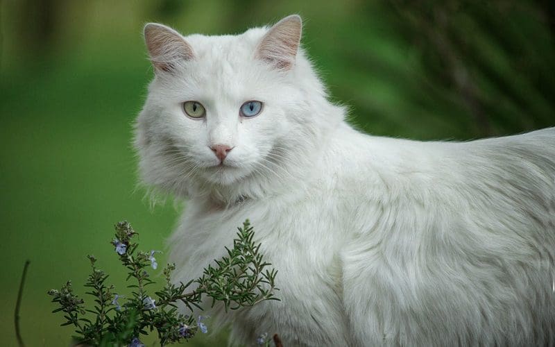 Turkish Angora Cats: Graceful Companions with a Rich History 3 Turkish Angora cat outdoor
