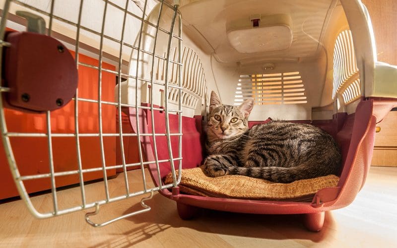 How to Travel with a Cat Safely: 14 Vital Tips 3 cat using crate
