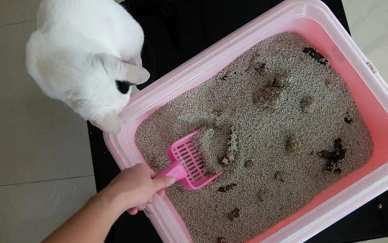cleaning cat litter