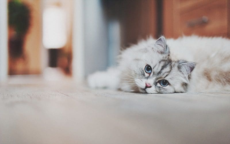 cat with separation anxiety