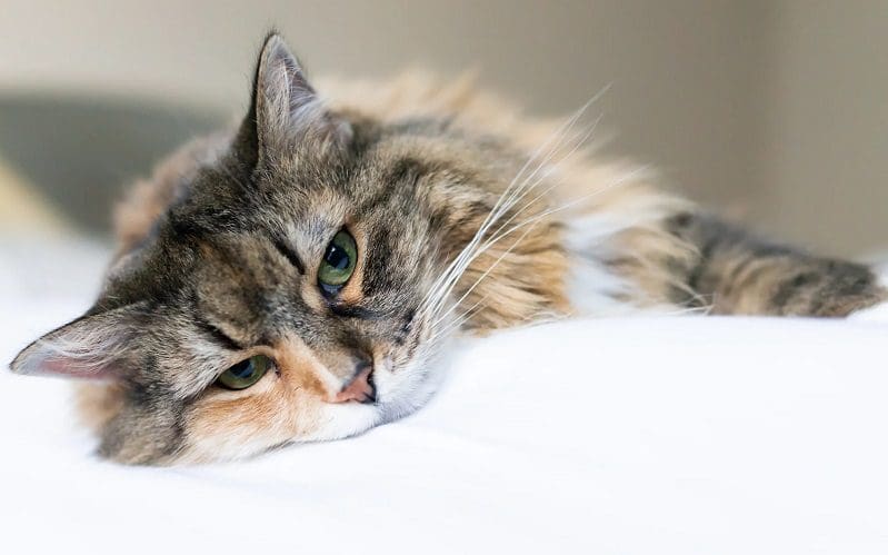 cat separation anxiety signs