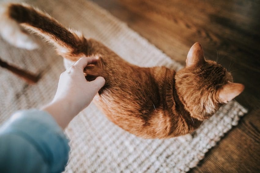 Why Do Cats Spray, What It Means and How to Stop It 4 Why Do Cats Spray, What It Means and How to Stop It