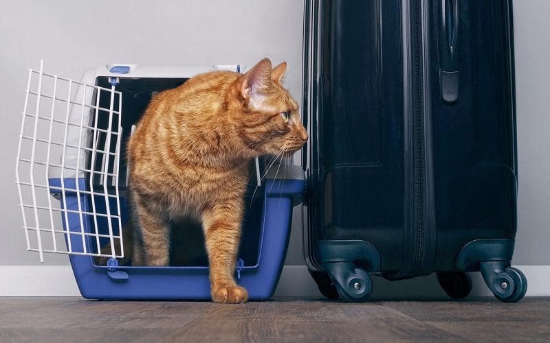 5 Best Cat Carriers for Stress-Free Travel: Safe and Secure 6 cat in the cat carrier