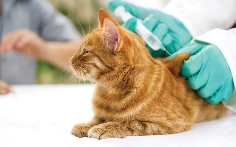 How to Travel with a Cat Safely: 14 Vital Tips 5 cat getting a vaccine