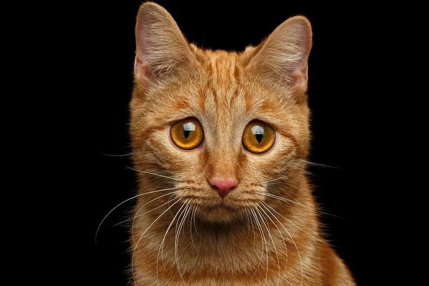 How to Prevent Separation Anxiety in Cats