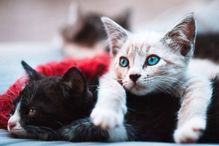 Do Cats Get Jealous? Common Signs And How To Deal With It 3 Do Cats Get Jealous? Common Signs And How To Deal With It