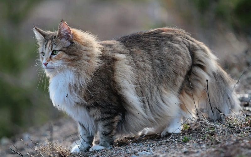 Norwegian Forest Cat: A Regal Companion with a Rich Heritage 5 Norwegian Forest cat outside
