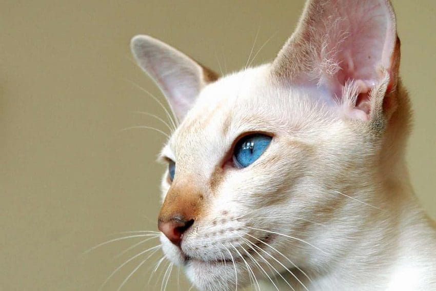 How to Litter Train a Kitten Successfully: 5 Proven Methods