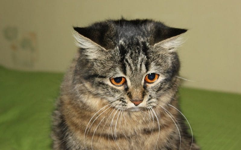 separation anxiety in cats