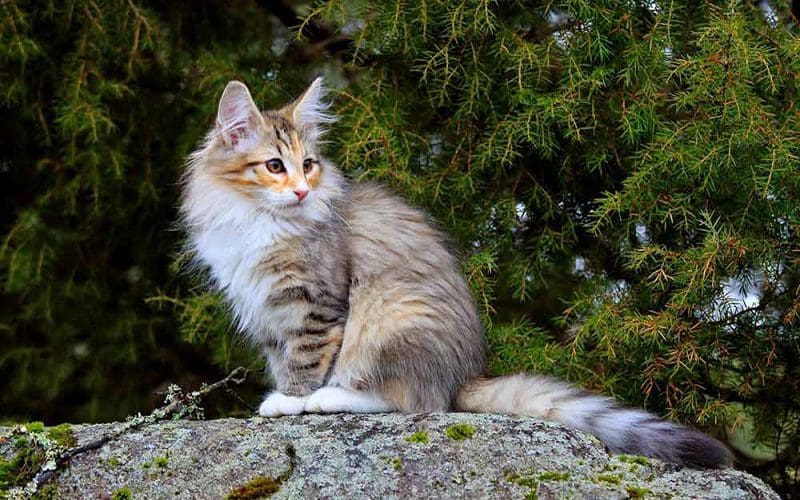 Norwegian Forest Cat: A Regal Companion with a Rich Heritage 2 Norwegian Forest cat