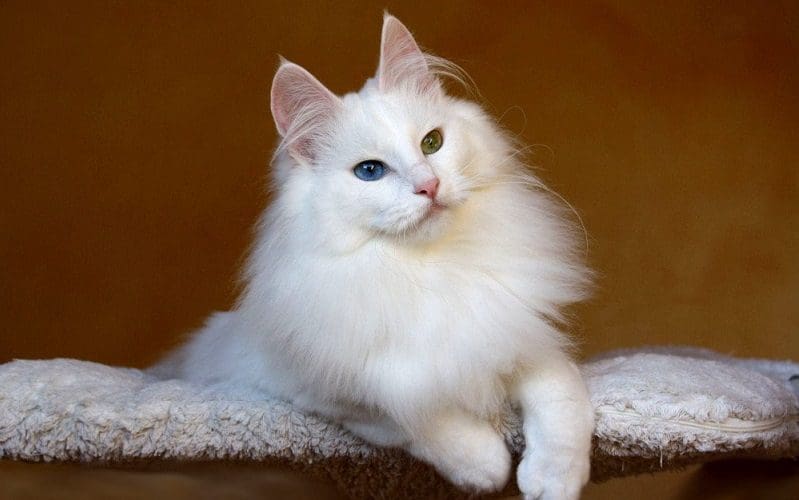 Turkish Angora Cats: Graceful Companions with a Rich History 2 Turkish Angora cat breed