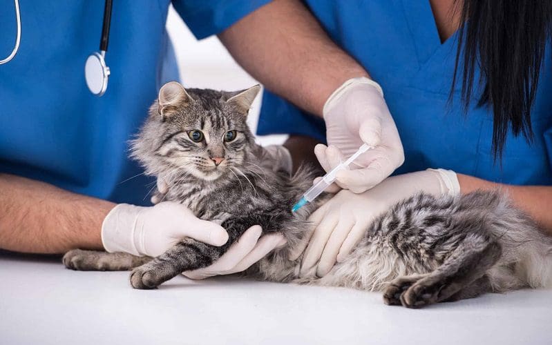 Cat Vaccinations 101: Several Crucial Shots That All Cats Need 5 adult cat getting vaccine