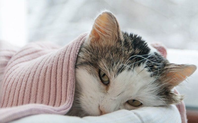 Crating a Cat at Night: 16 Pros and Cons You Need to Know 4 sick cat in bed