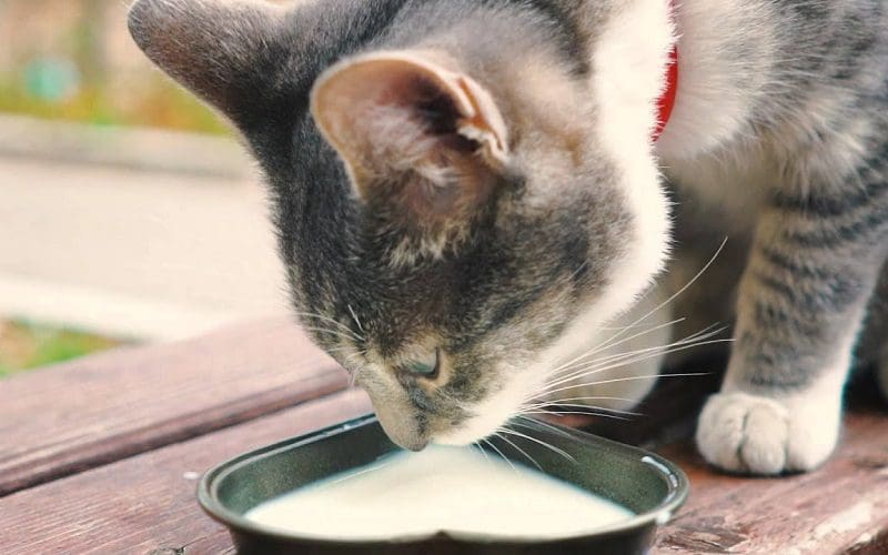 Can Cats Drink Milk Safely? The Ultimate Guide 5 cat drinking milk from bowl