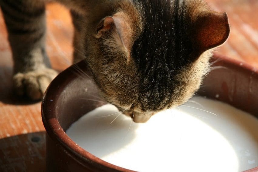 Can Cats Drink Milk Safely? The Ultimate Guide 1 Can Cats Drink Milk Safely? Everything You Need To Know