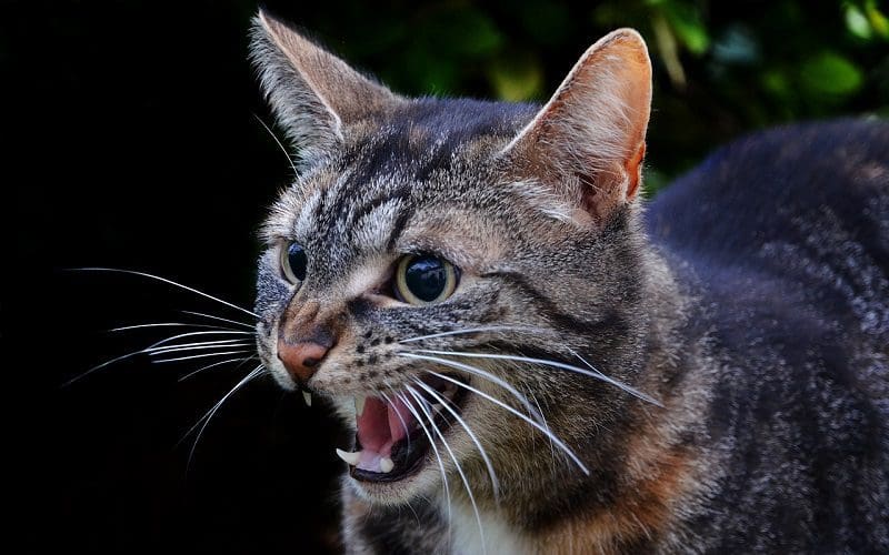 adult cat hissing