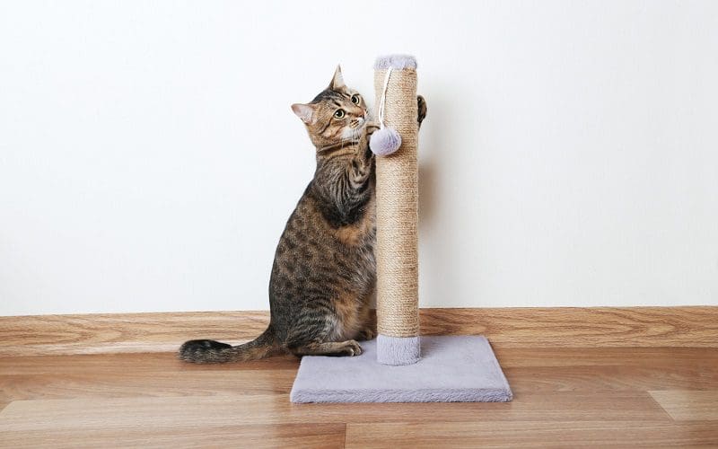 10 Best Cat Scratching Posts for Every Budget and Preference 13 cat using scratching post
