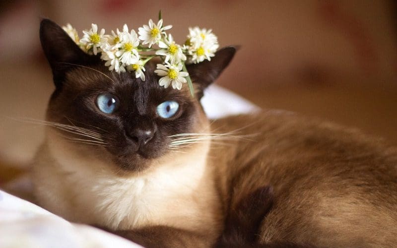 100+ Regal Cat Names for Your Royal Companion 3 queen cat with crown