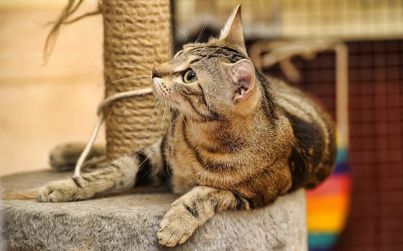cat on scratching post