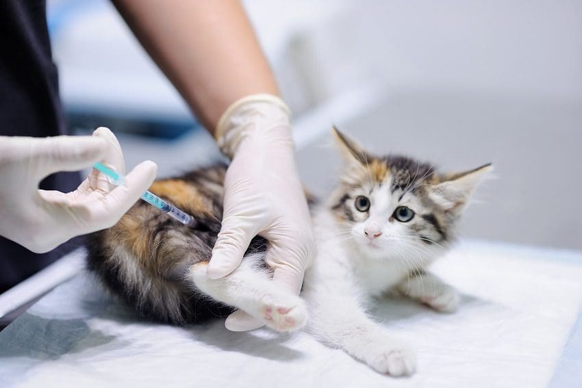 Cat Vaccinations 101: Several Crucial Shots That All Cats Need 1 Cat Vaccinations 101: Crucial Shots That All Cats Really Need