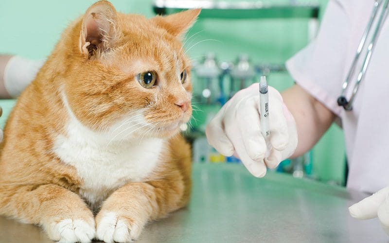 Cat Vaccinations 101: Several Crucial Shots That All Cats Need 2 cat vaccination