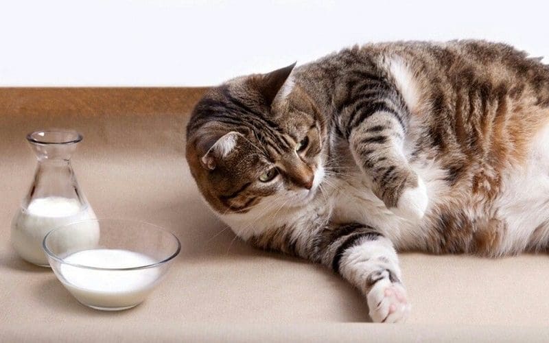 Can Cats Drink Milk Safely? The Ultimate Guide 6 cat and milk on floor