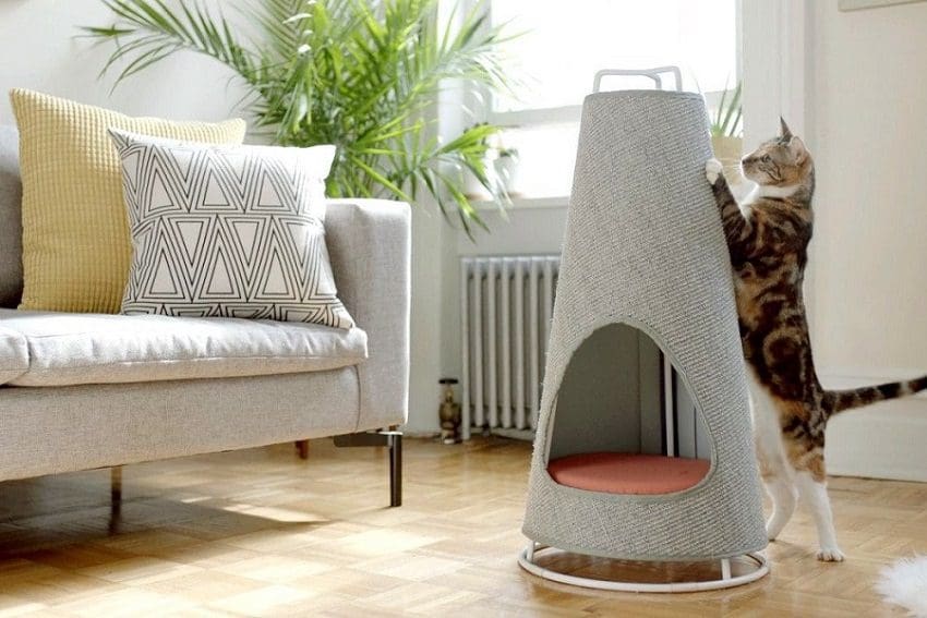 What to Know Before Getting a Cat? 5 Potential Problems